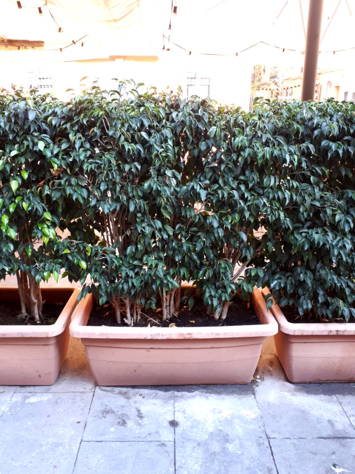 Barcelona plastic planter 2017 A