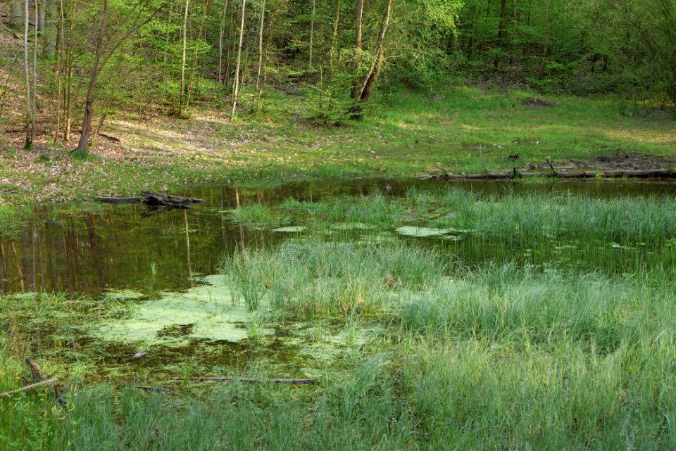 Barssee und Pechsee 2021-05-10 37