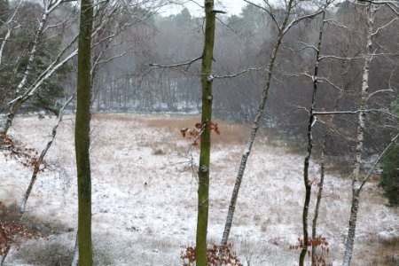 Barssee with snow 2021-01-03 06
