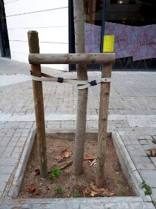 Barcelona tree staking 2017 D
