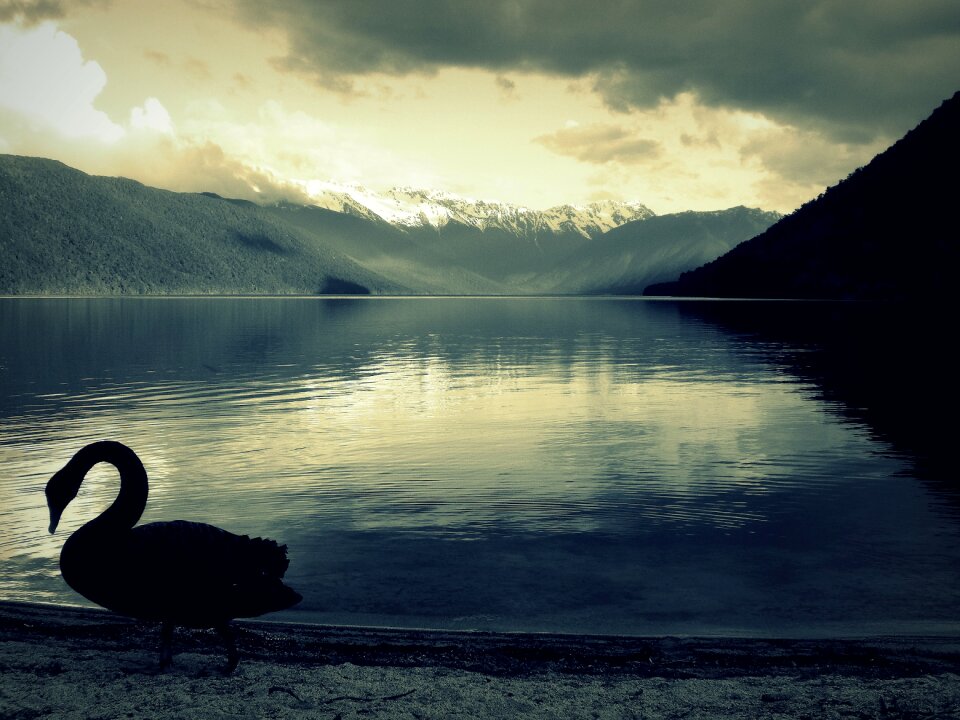 Mystical birds waters