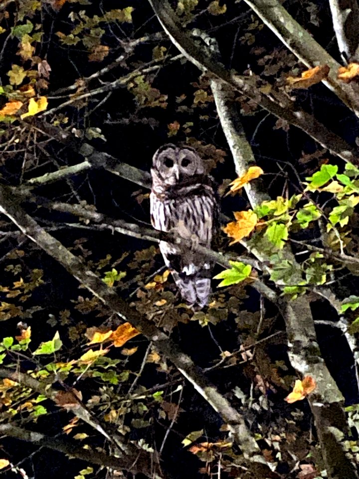 Barred Owl Durham NC