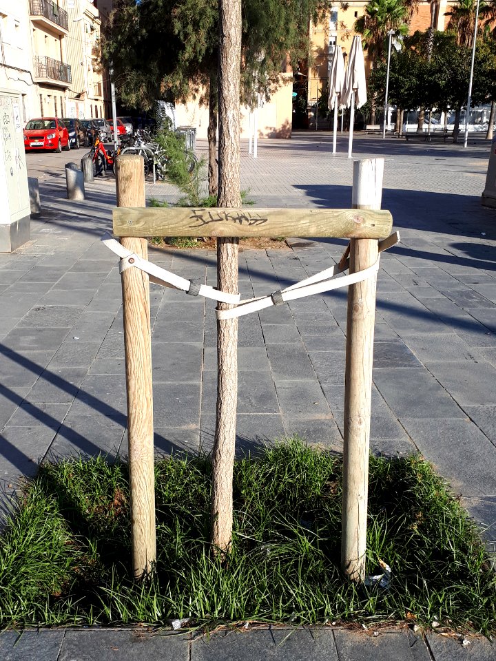 Barcelona tree staking 2017 A