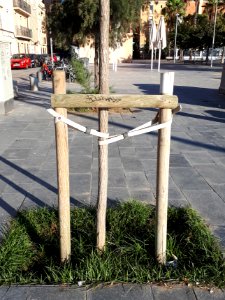 Barcelona tree staking 2017 A