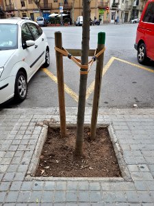 Barcelona tree staking 2017 G