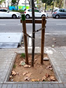 Barcelona tree staking 2017 E photo