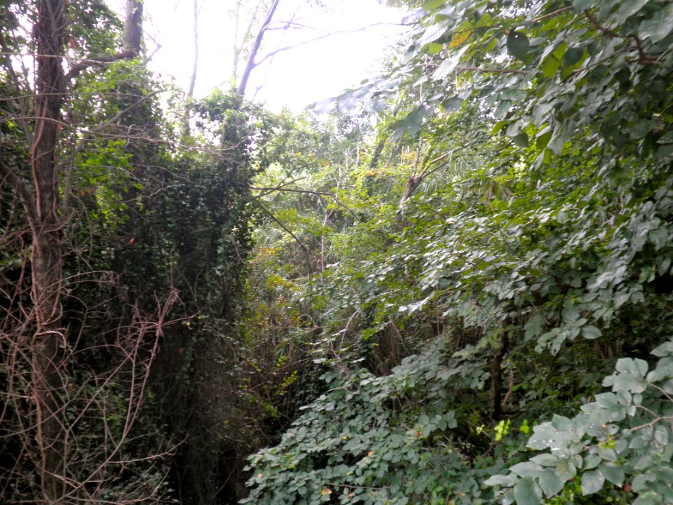 Barranc de la Buada1