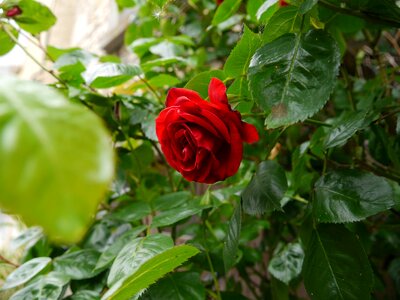Bloom pink pink rose