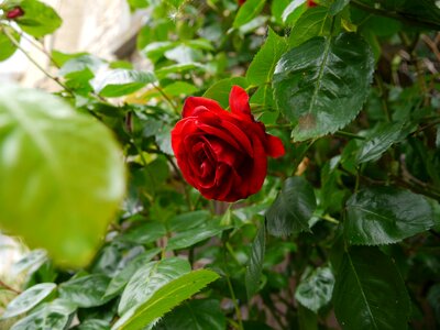 Bloom pink pink rose photo