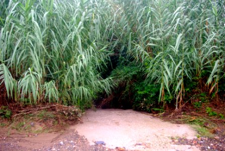 Barranc del Cementiri
