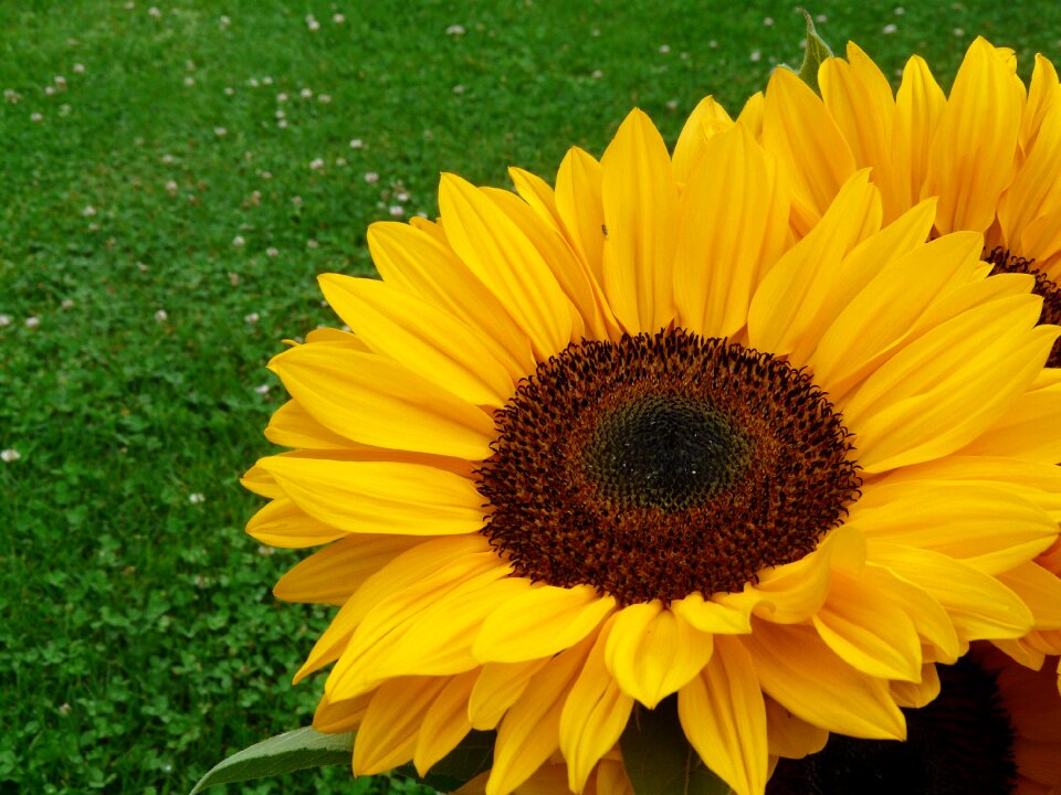 July garden flowers
