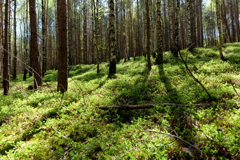 Baruther Urstromtal und Luckenwalder Heide 2021-05-09 158