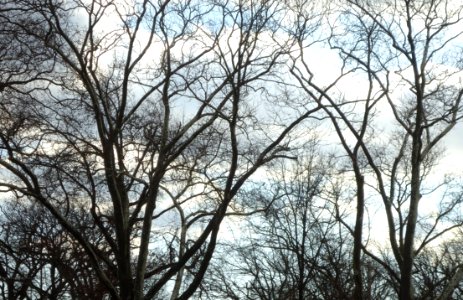 Bare trees and clouds and sky in December in NJ