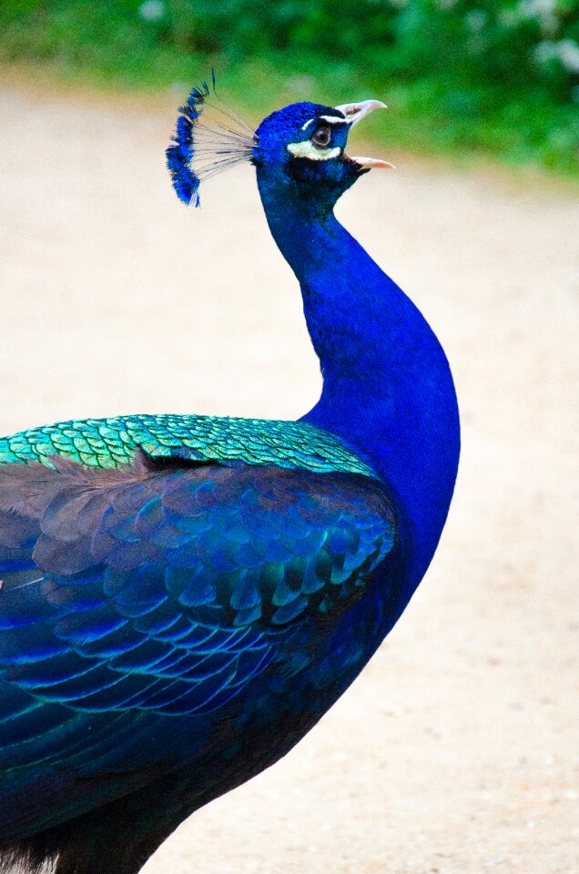 Iridescent males feather