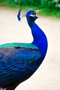 Iridescent males feather