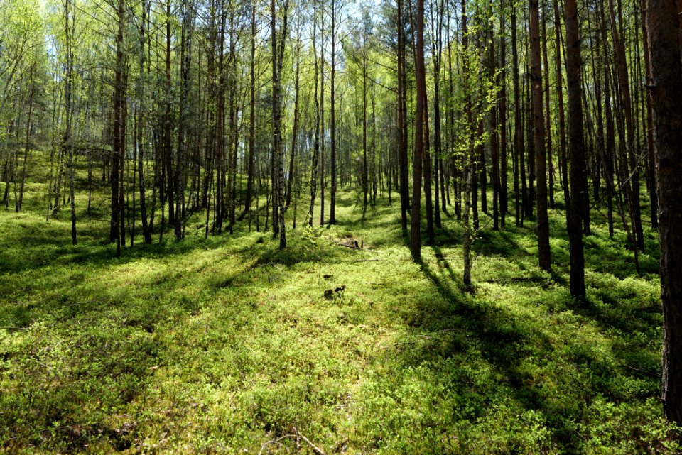 Baruther Urstromtal und Luckenwalder Heide 2021-05-09 161