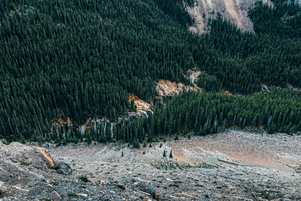 Evergreen high angle shot landscape