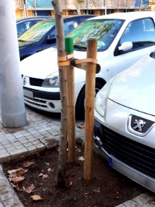 Barcelona tree staking 2017 C