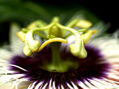 Tropical green petal photo