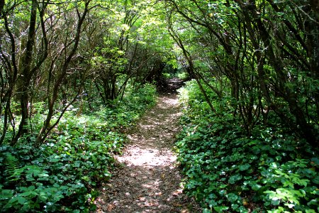 Bartram Trail on Rabun Bald, July 2016