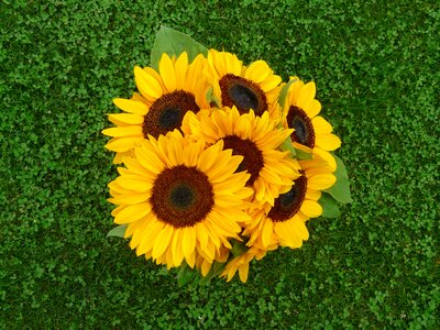 Summer joy july