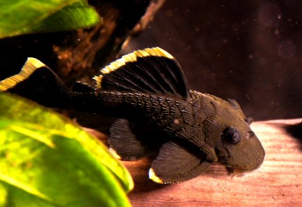 Baryancistrus chrysolomus L-047 (2)