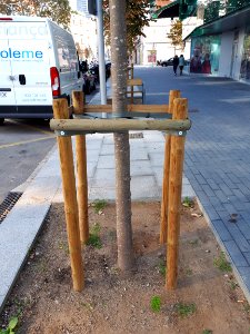 Barcelona tree staking 2017 F