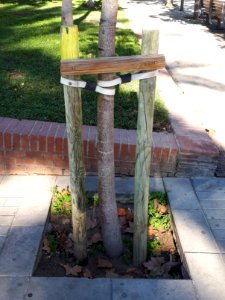 Barcelona tree staking 2017 B