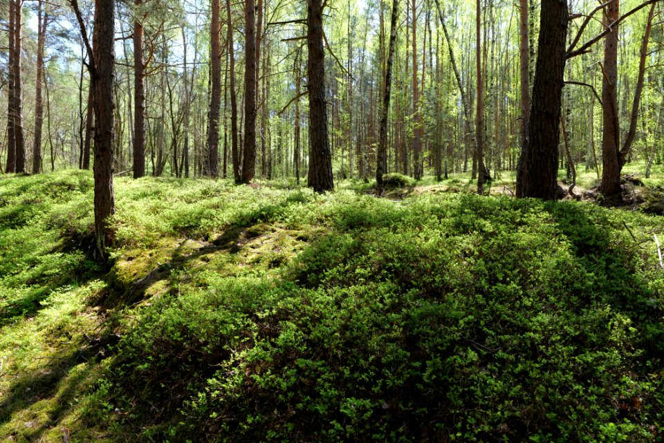Baruther Urstromtal und Luckenwalder Heide 2021-05-09 175