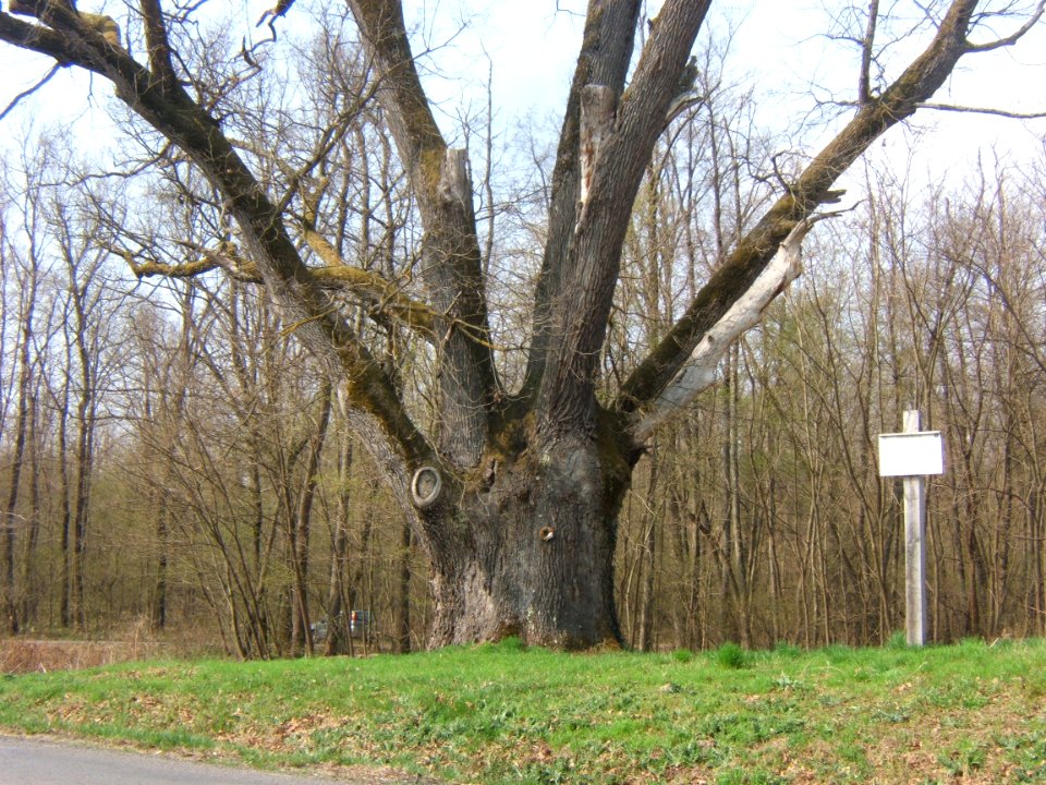 Barcs, Patkó Bandi fája 01