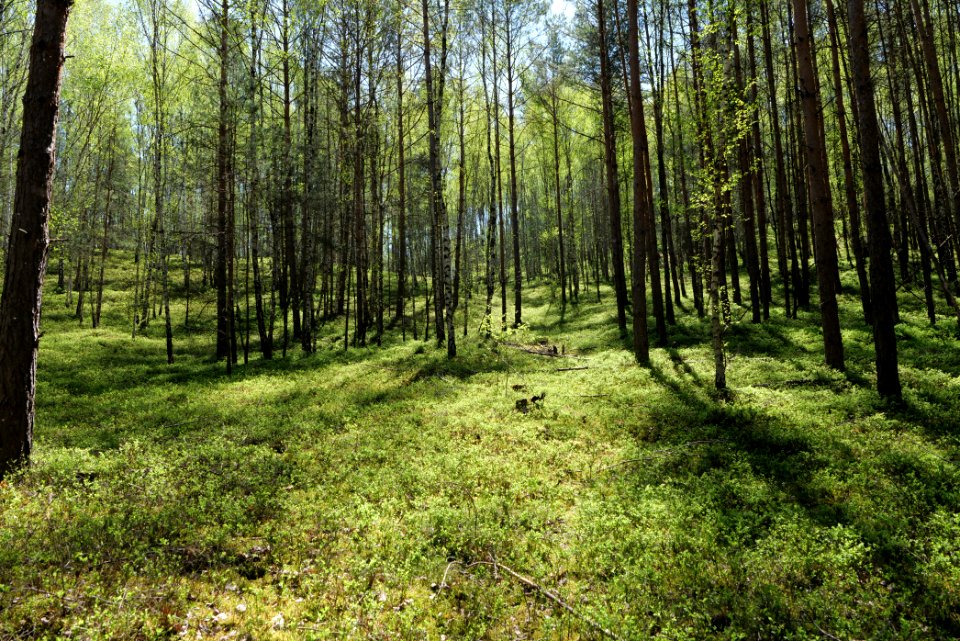 Baruther Urstromtal und Luckenwalder Heide 2021-05-09 165