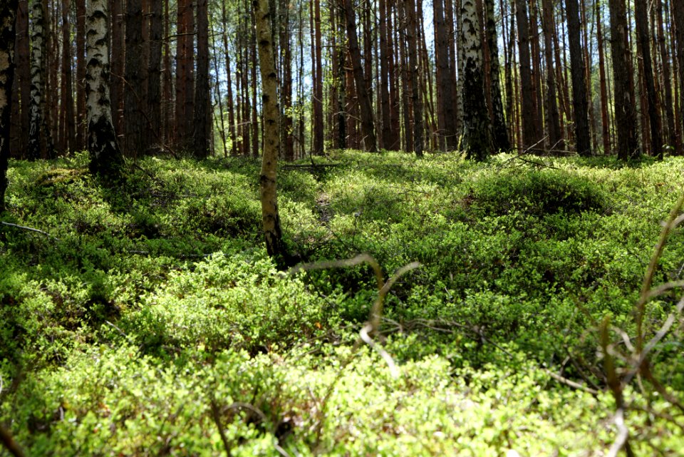 Baruther Urstromtal und Luckenwalder Heide 2021-05-09 155