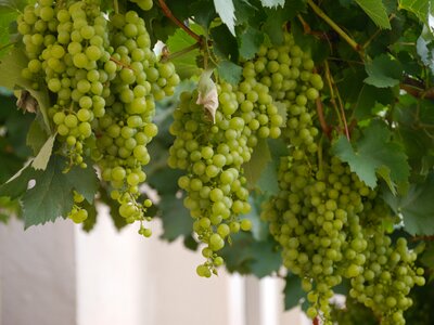Winegrowing green grapes fruit