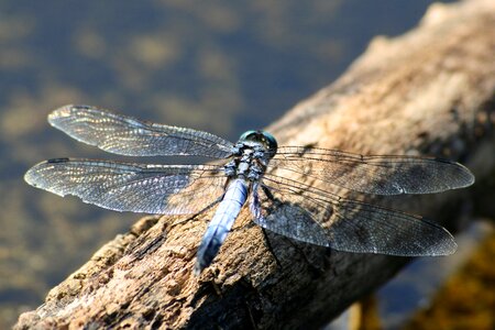 Dragonfly option color dragonfly pond