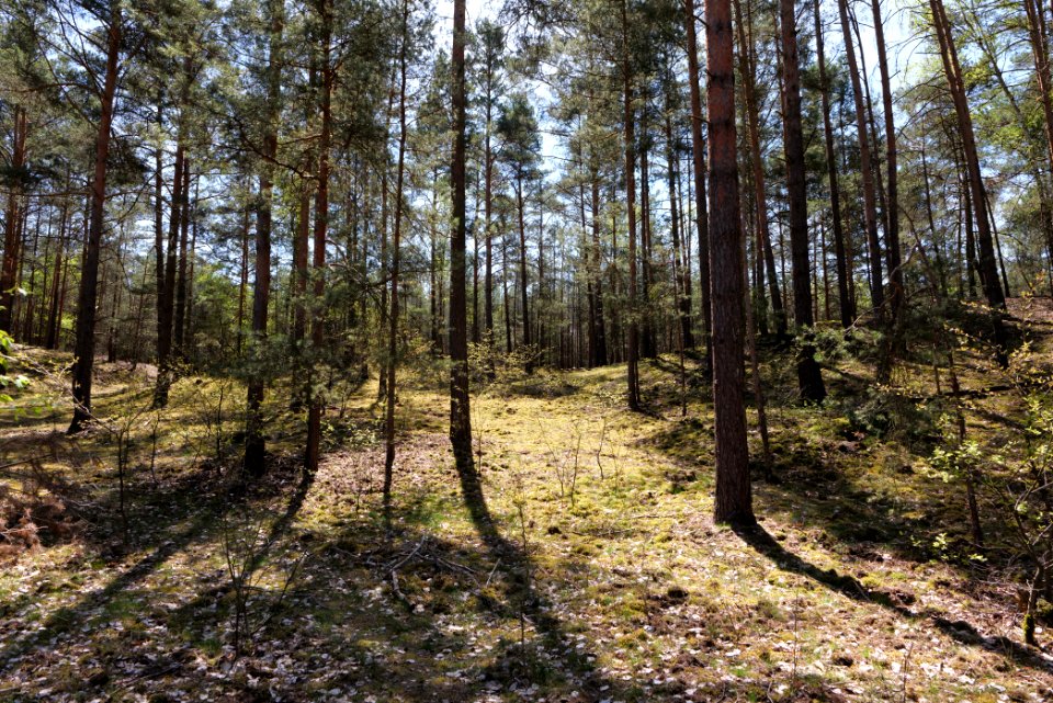 Baruther Urstromtal und Luckenwalder Heide 2021-05-09 118