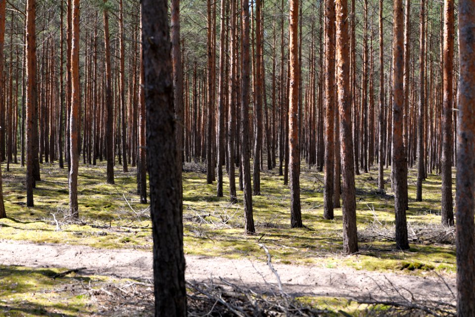 Baruther Urstromtal und Luckenwalder Heide 2021-05-09 59