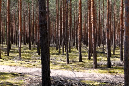 Baruther Urstromtal und Luckenwalder Heide 2021-05-09 59