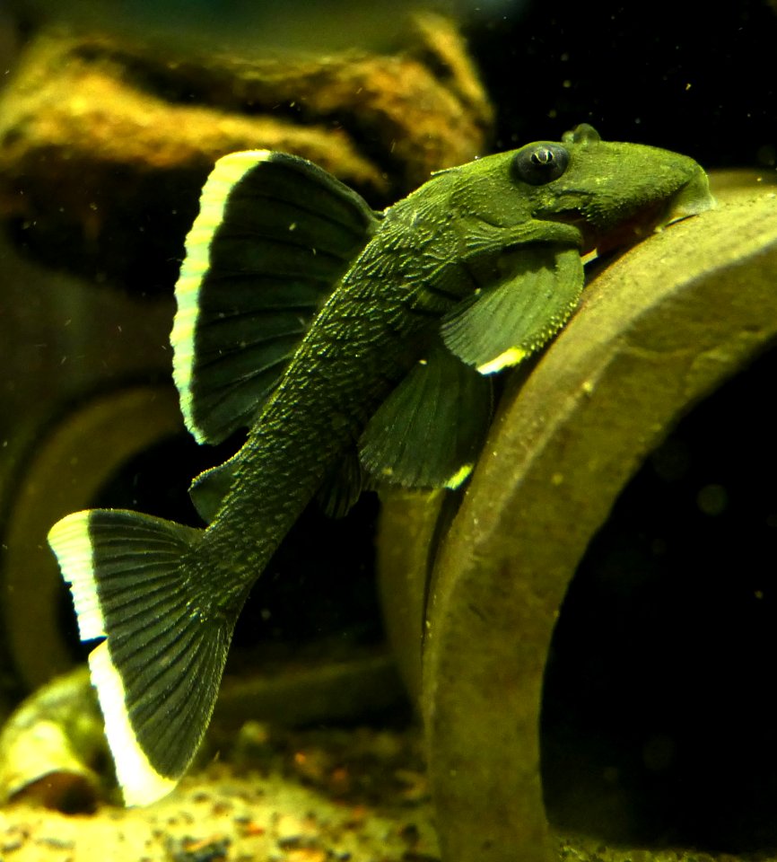 Baryancistrus chrysolomus L-047 (3)