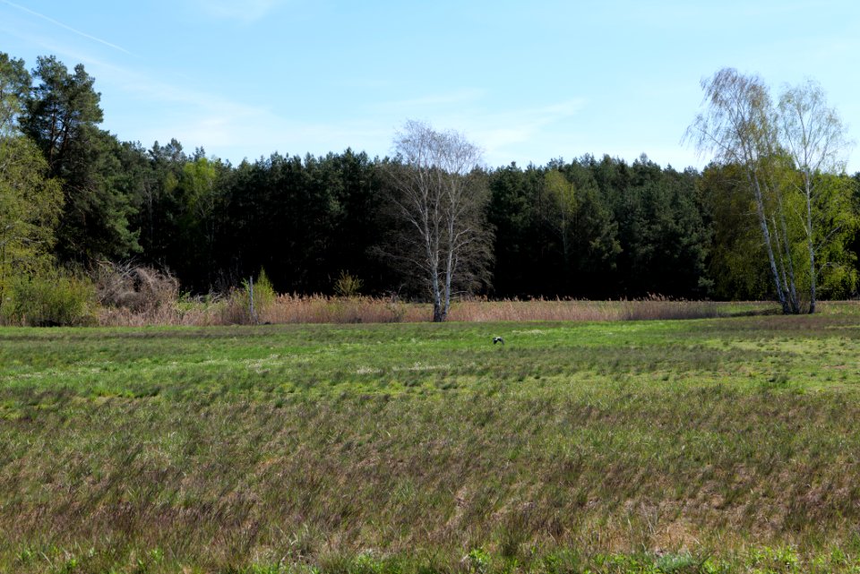 Baruther Urstromtal und Luckenwalder Heide 2021-05-09 39