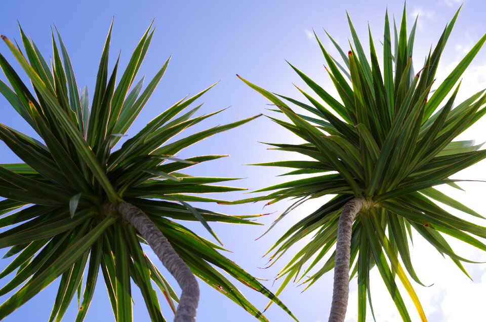 Nature plants tropical