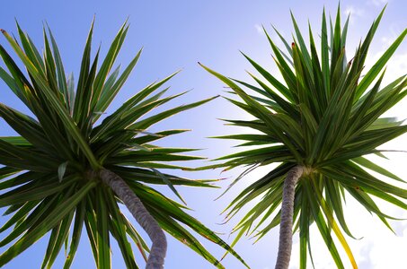 Nature plants tropical