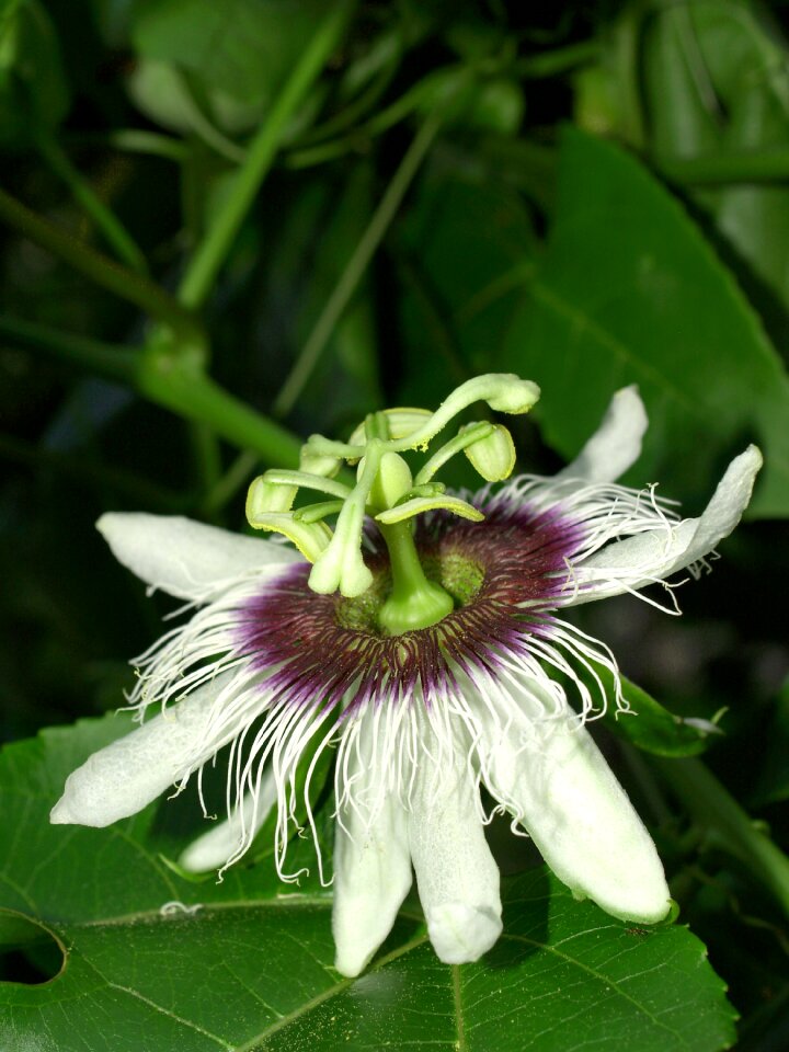 Tropical green petal