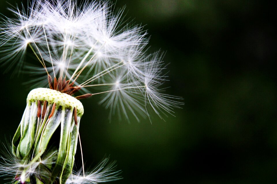 Meadow nature close up