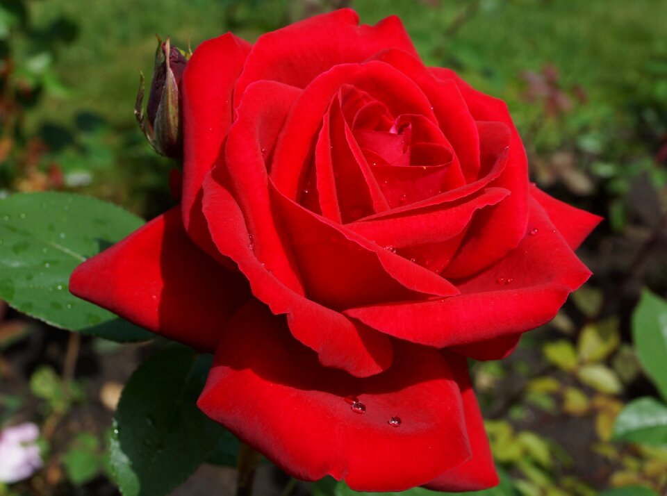Rose nature red
