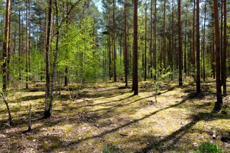 Baruther Urstromtal und Luckenwalder Heide 2021-05-09 89
