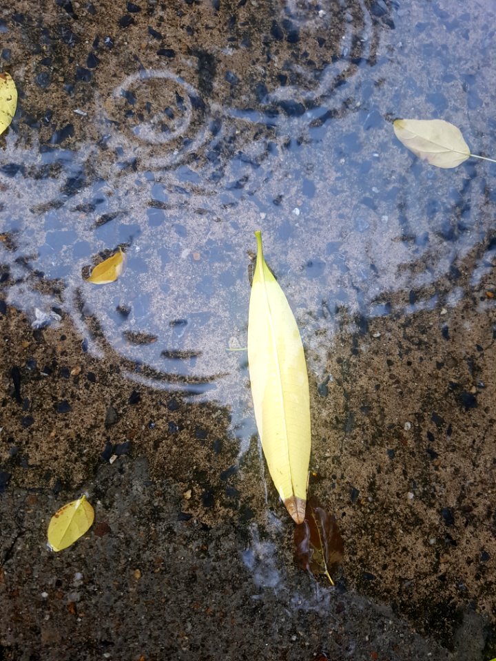 Bangkok summer rain - 2017-05-13 (004)