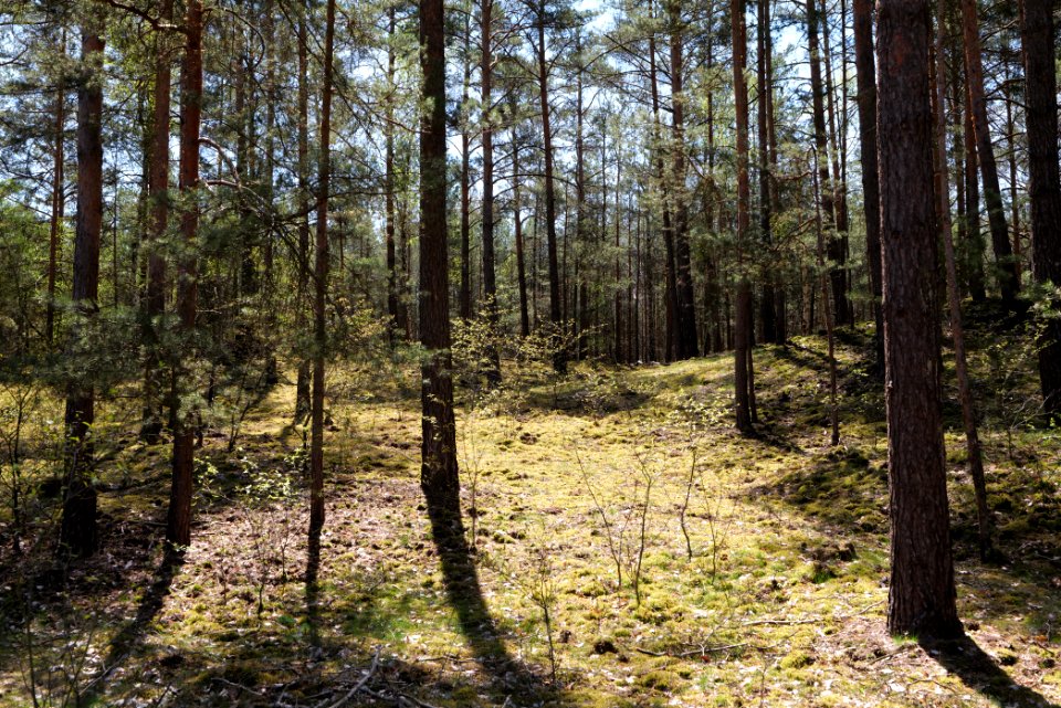 Baruther Urstromtal und Luckenwalder Heide 2021-05-09 119