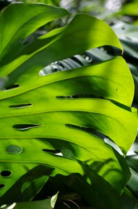 Plant green green leaf