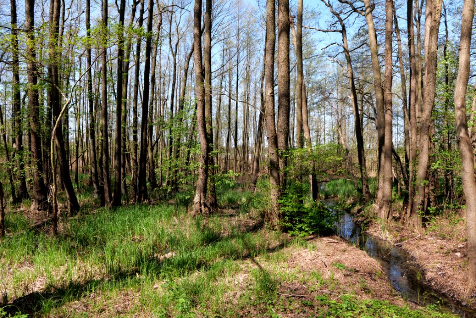 Baruther Urstromtal und Luckenwalder Heide 2021-05-09 25
