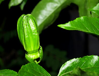 Tropical green petal photo